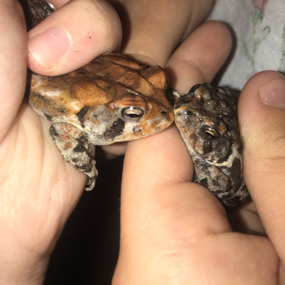 Meet your Posher, Bella - Picture 1 of 1